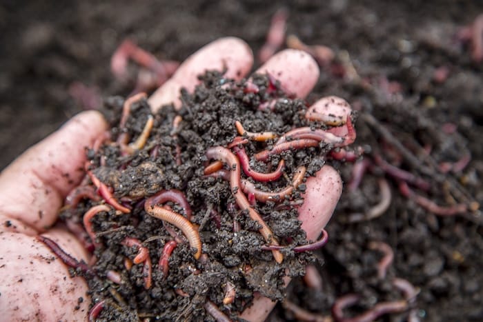 After the Rain: What the Worms Are Really Telling Us