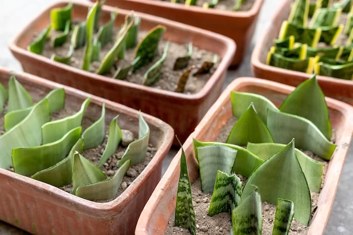 succulent cuttings in soil
