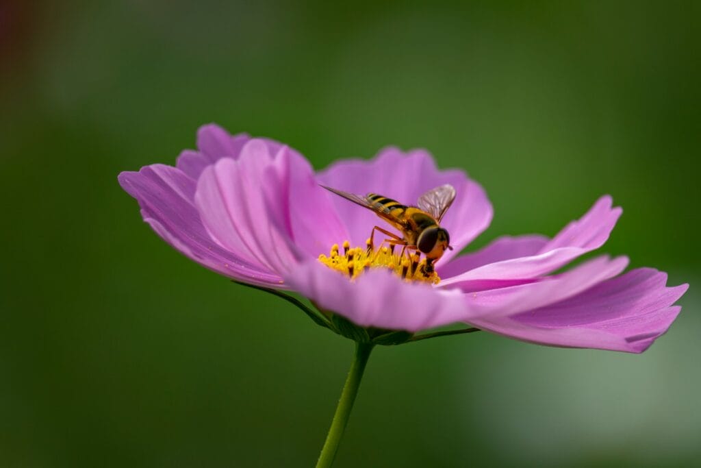 yellow and black bee on purple flower