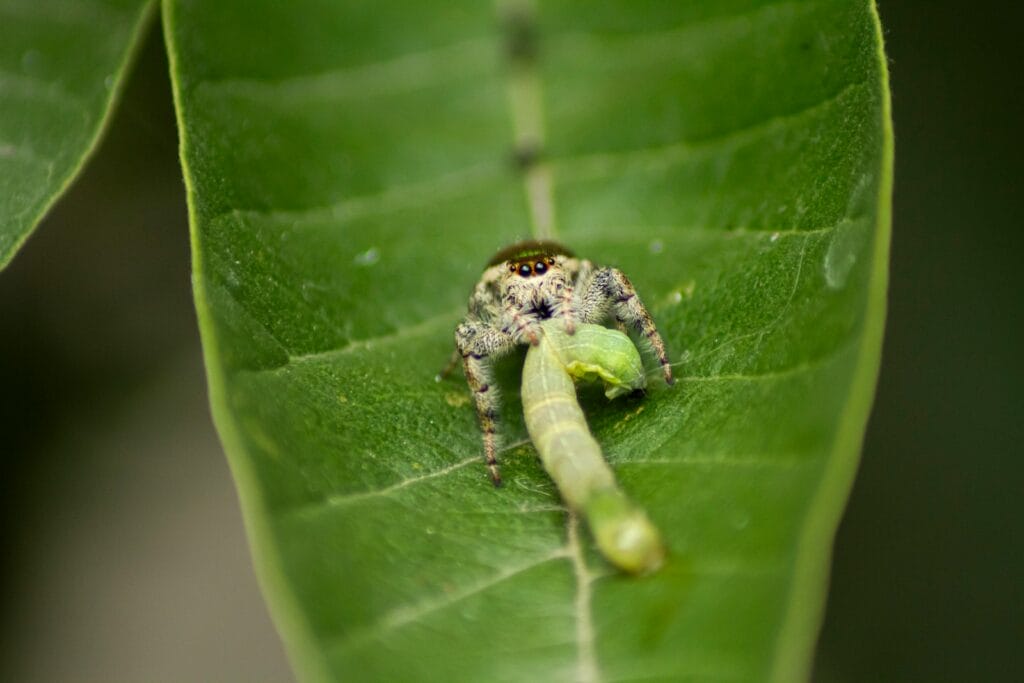 A bug crawling on a green leaf
