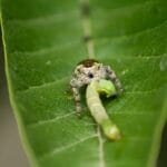 A bug crawling on a green leaf