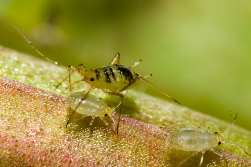 aphid