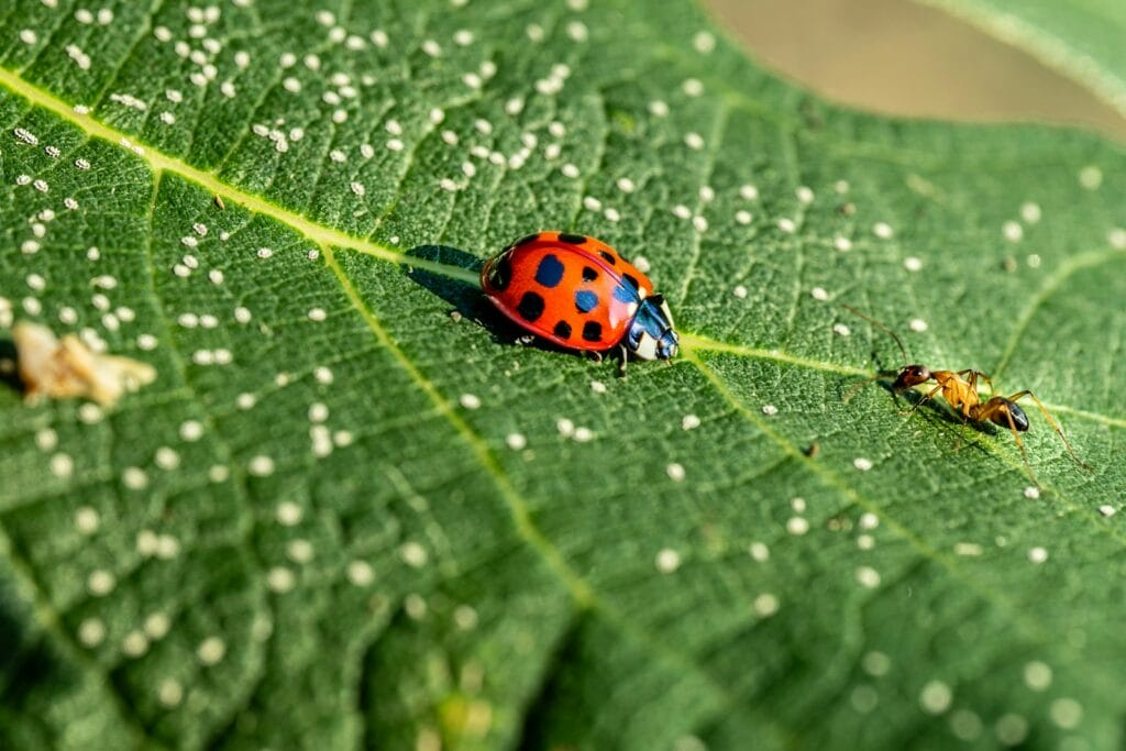 a couple of ladybugs sitting on top of a green leaf