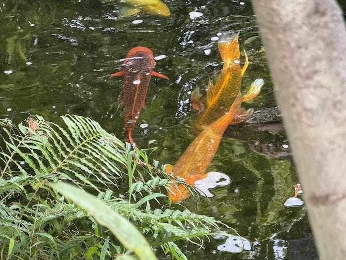 pond with fish