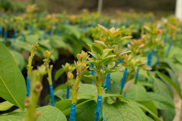 Young avocado grafts in a nursery, each scion wrapped in bright blue grafting tape at the union, new leaves pushing above