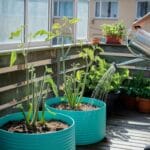 someone waters plants in pots on a balcony.