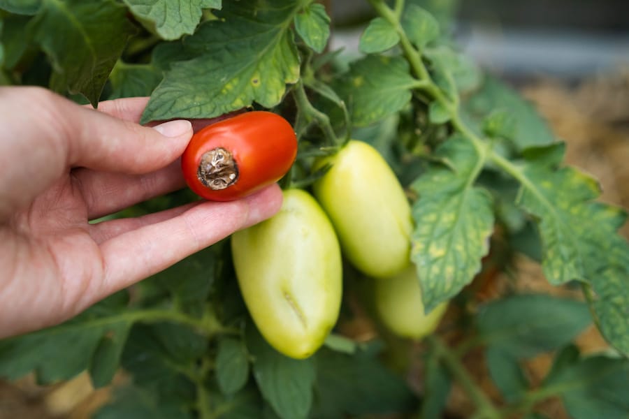 tomato damage
