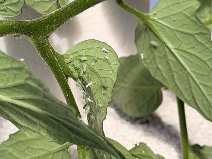 aphids on tomato leaves