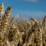 growing wheat