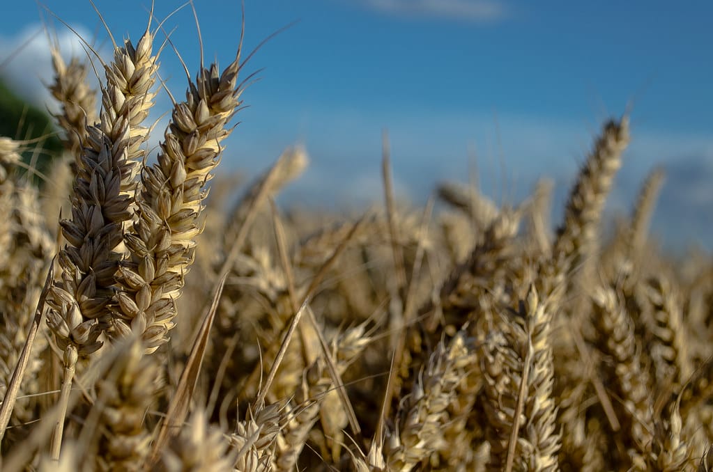 growing wheat