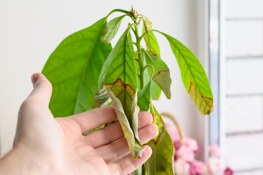 leaf yellowing