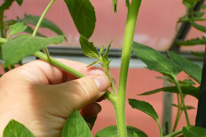 Pruning tomatoes