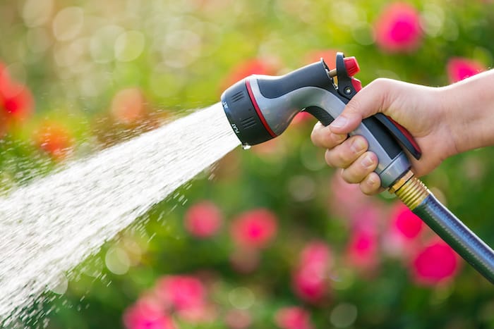 watering