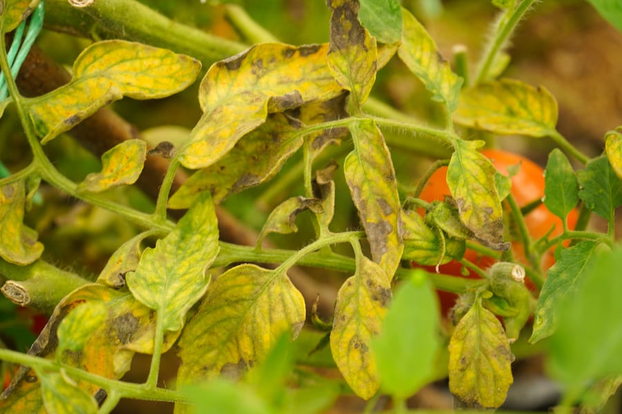 yellowing tomato plant