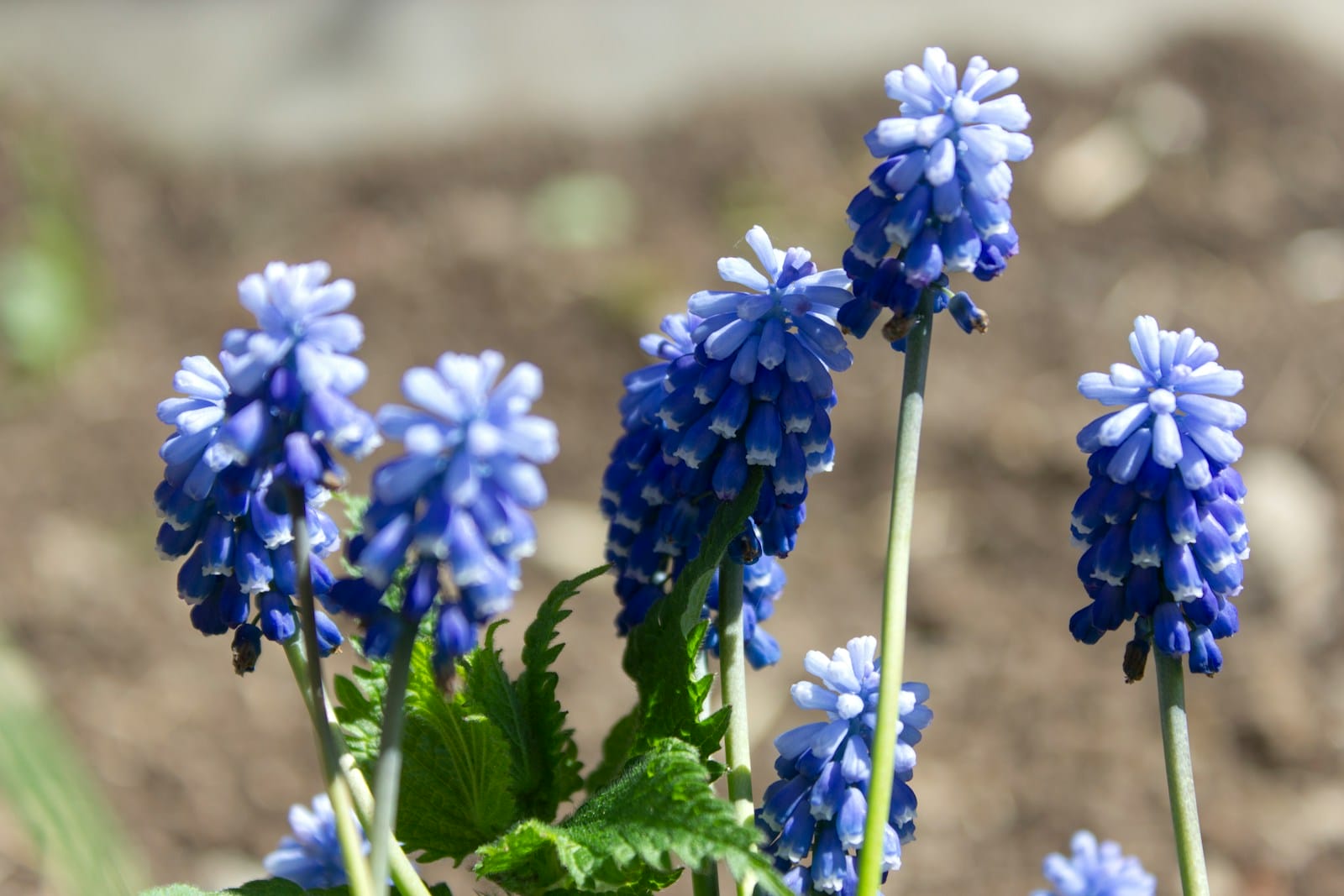 blue muscari flowers