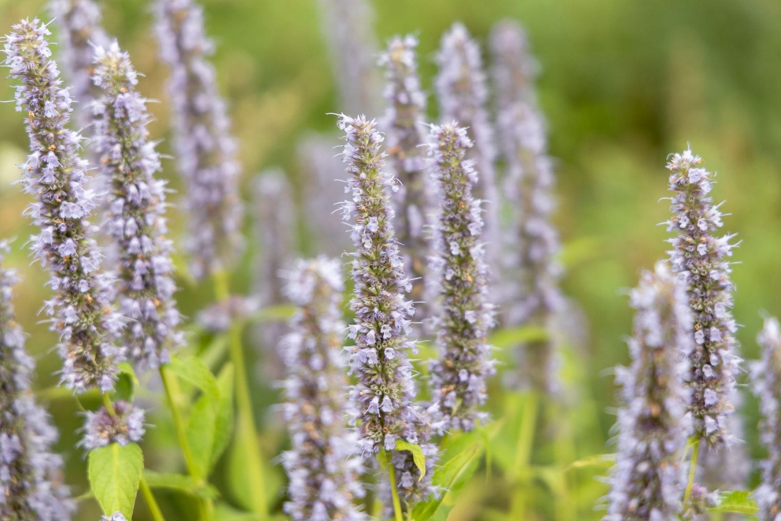 Detailed shot of Agastache rugosa flowers with soft focus and vibrant colors.