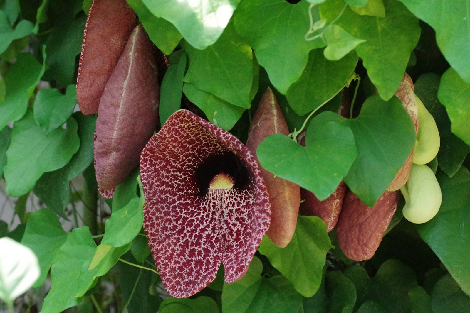 Cup and Saucer Vine flower