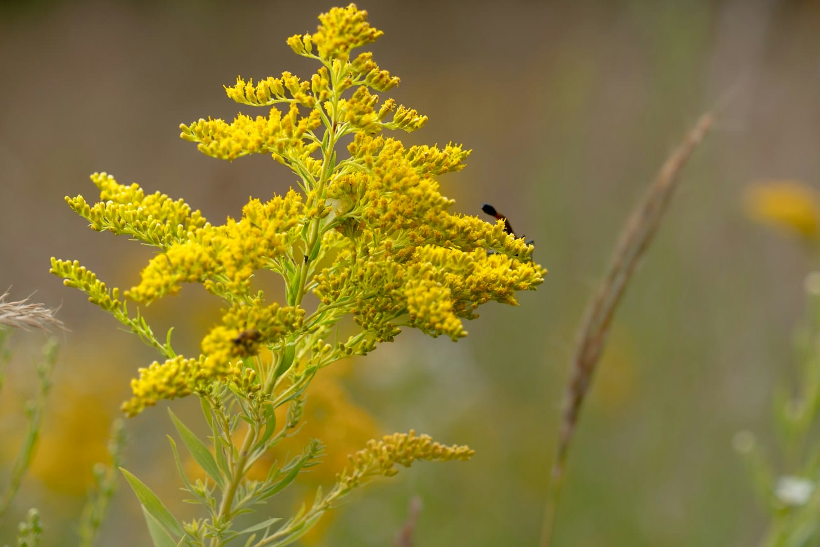 A close up of a yellow Goldenrod flower in a field