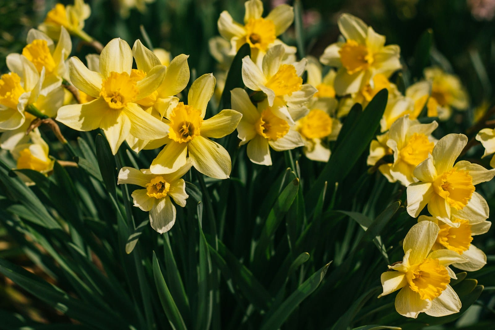 yellow petaled Daffodil