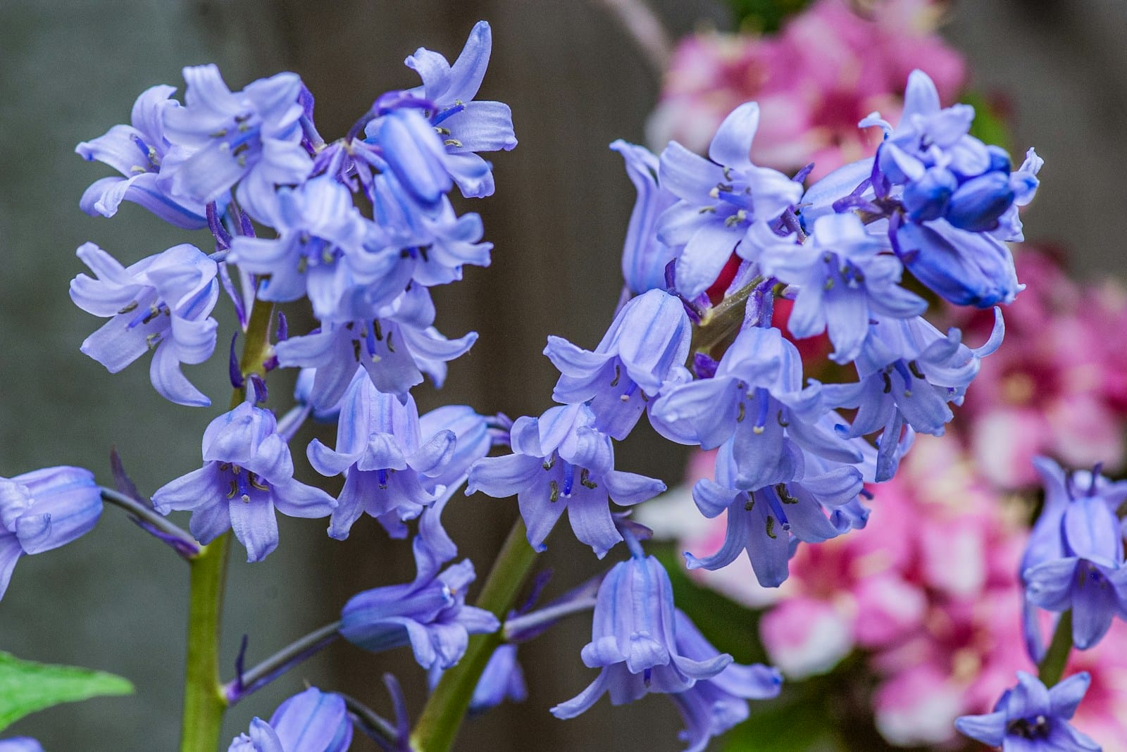 Scilla Bluebell flowers