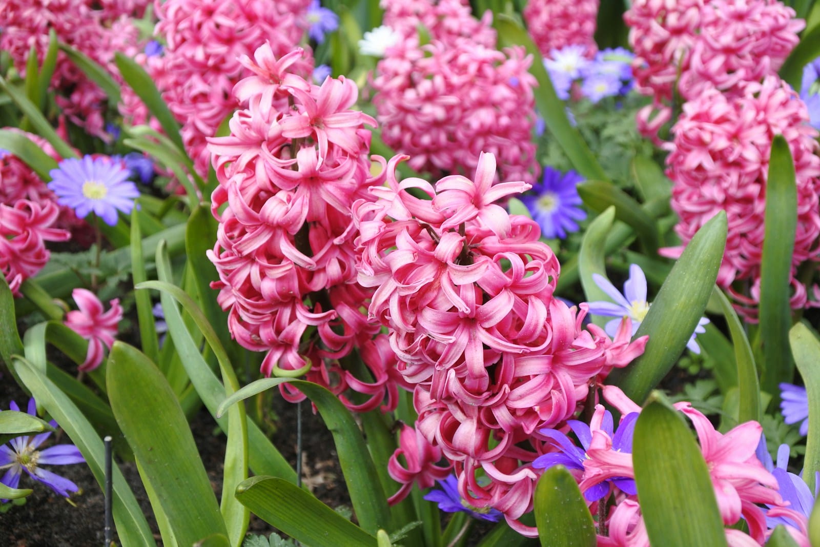 pink and blue Hyacinth flowers in a garden