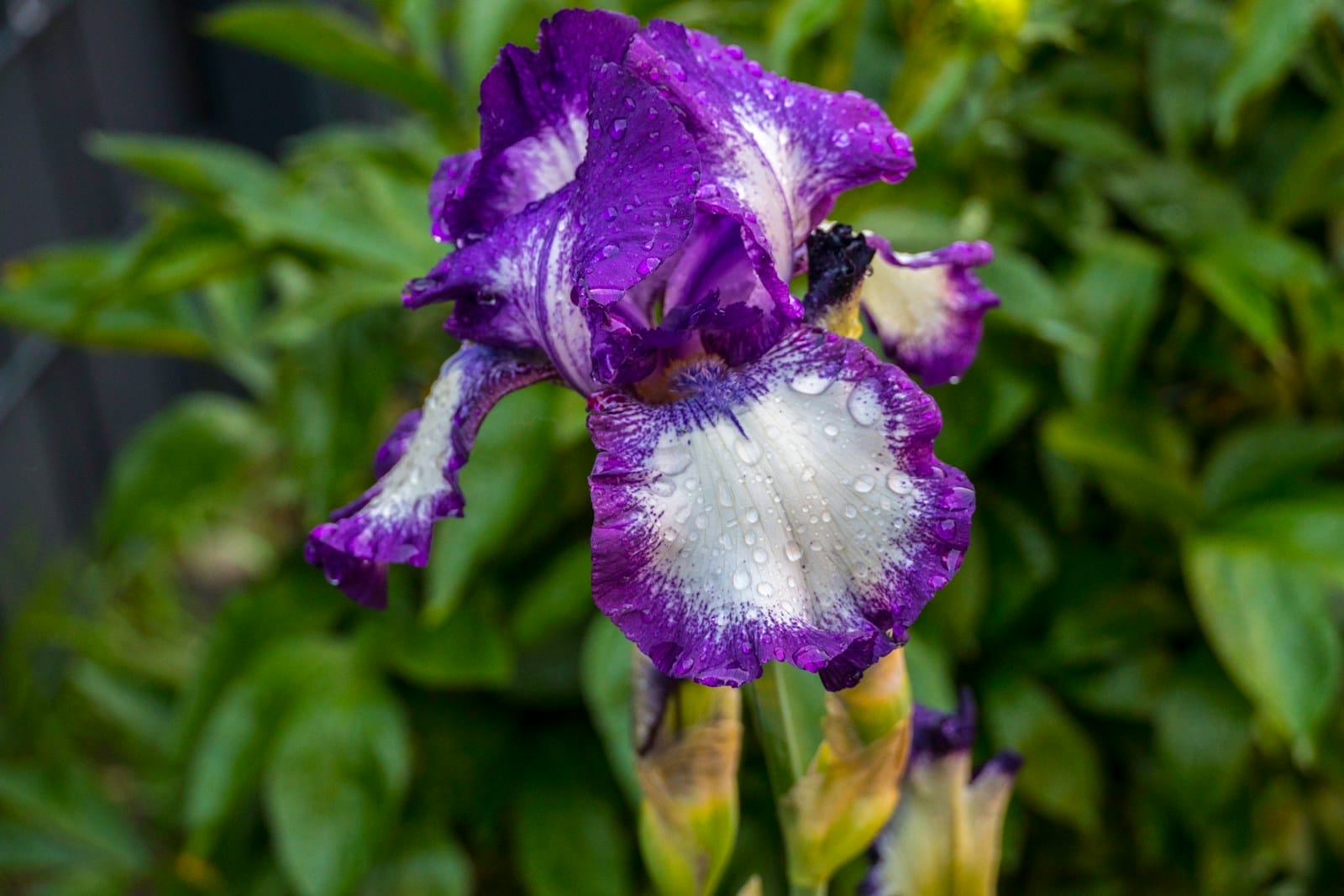 purple bearded iris bloom