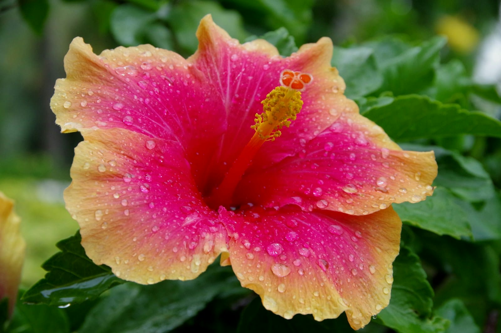 a pink Hardy Hibiscus flower