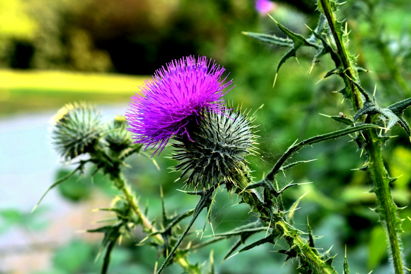 purple lobe Thistle flower