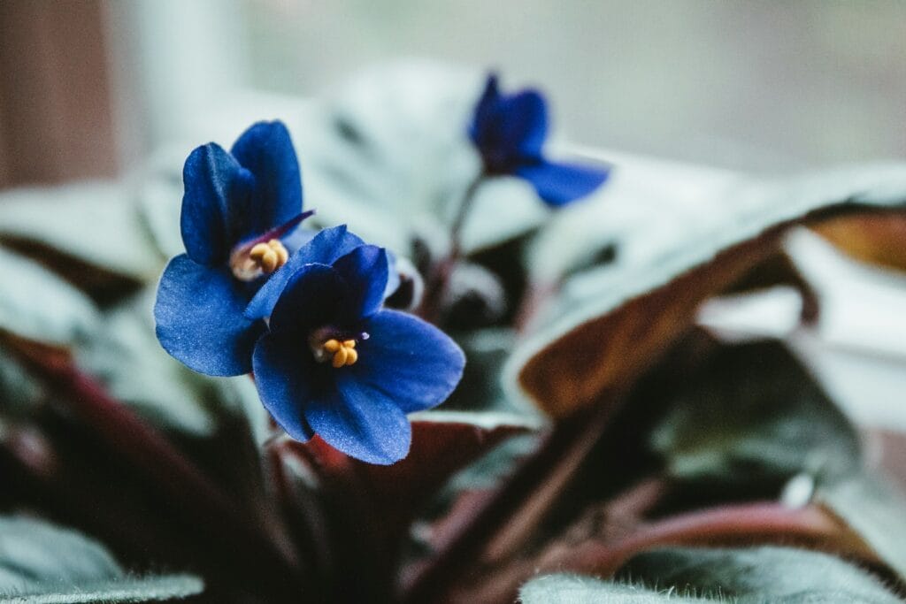 African Violet flower and it's leaves