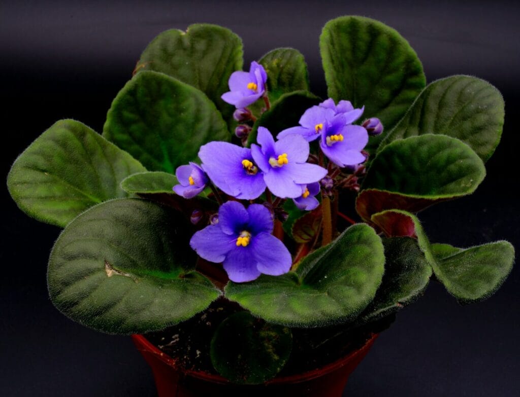 African Violets in a pot