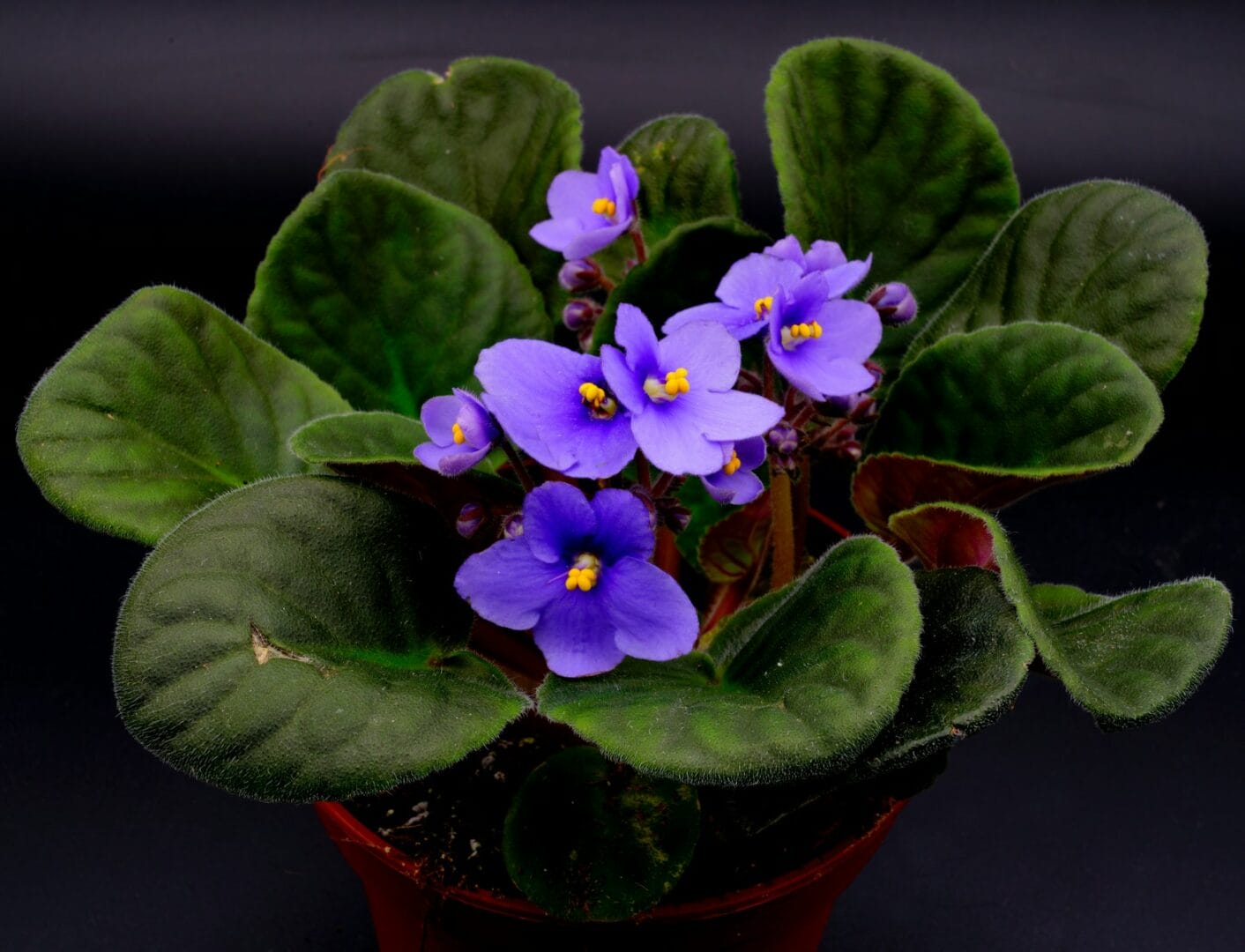 African Violets in a pot