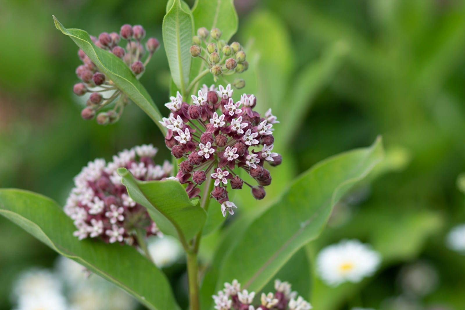 Common Milkweed flower