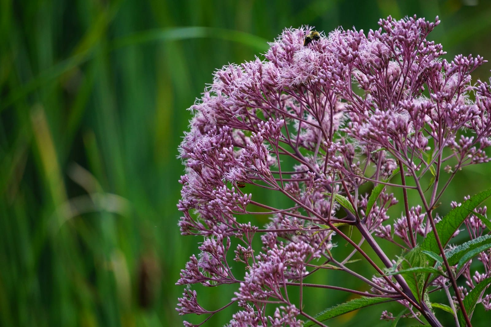 Joe Pye Weed flowers with green reeds in background