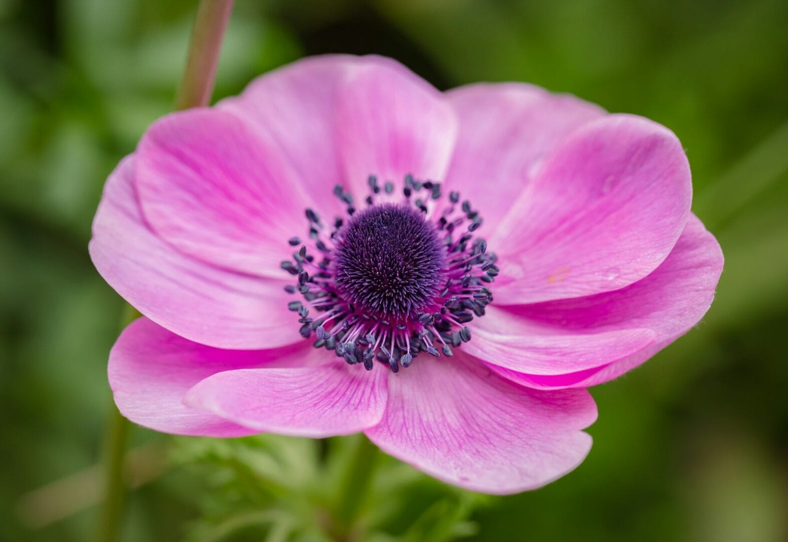 pink Anemone flower