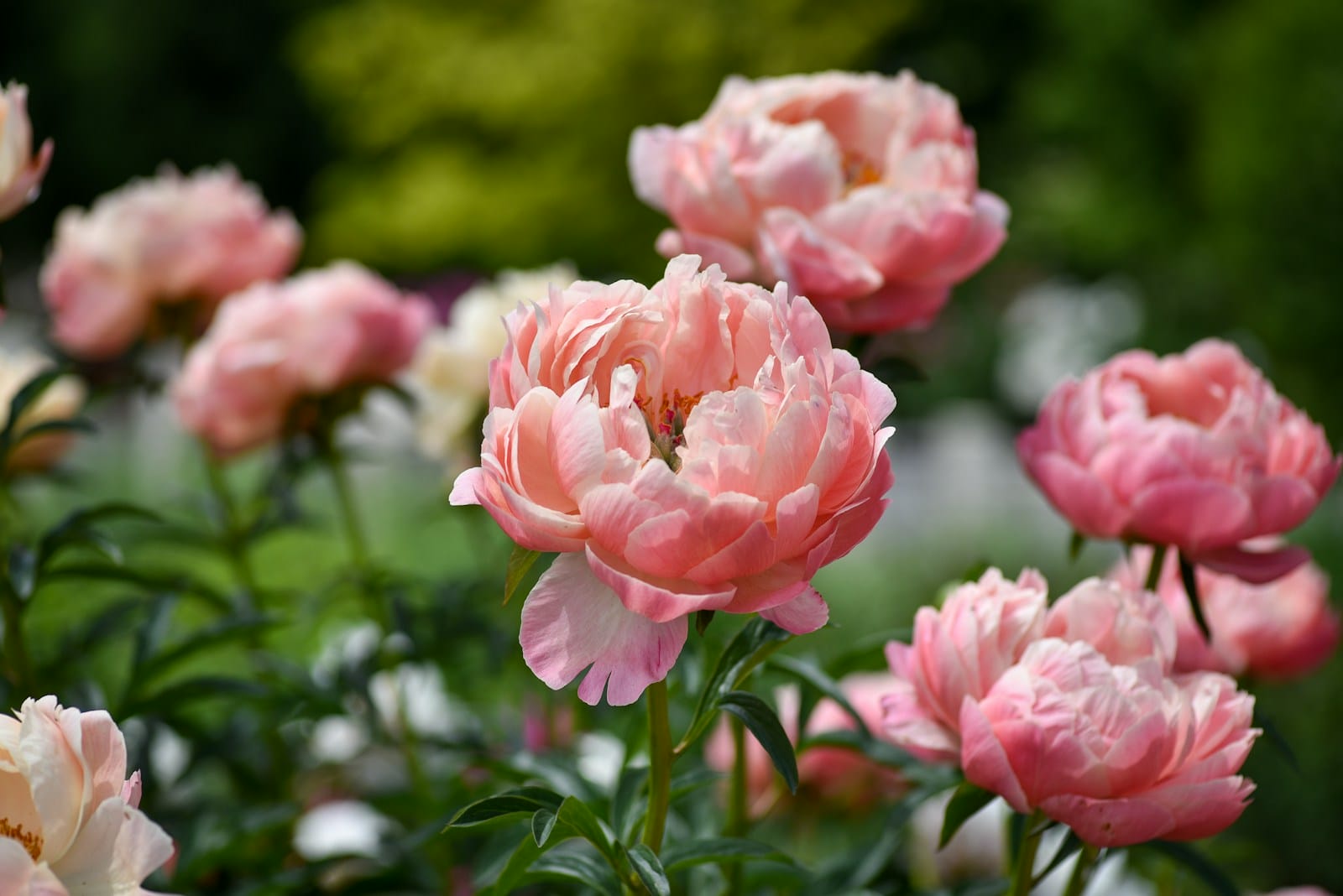 pink Peony flowers