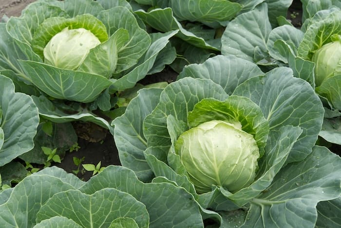 fresh cabbage