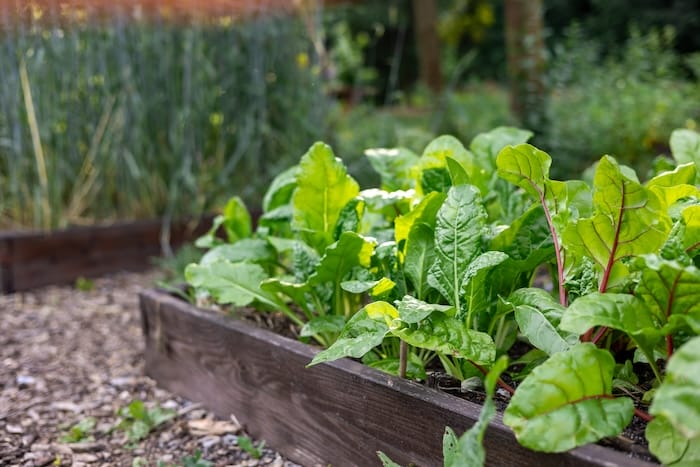 chard
