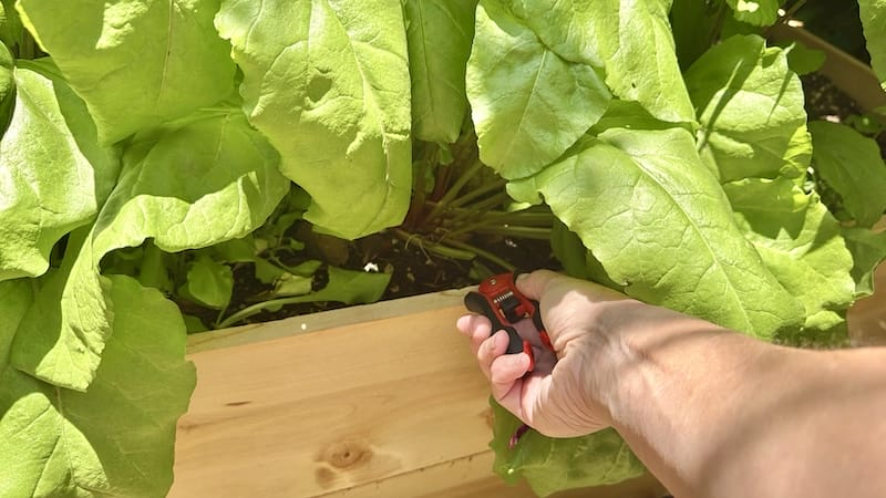 cutting beet greens with pruning tool
