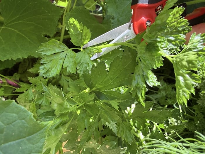 fresh parsley