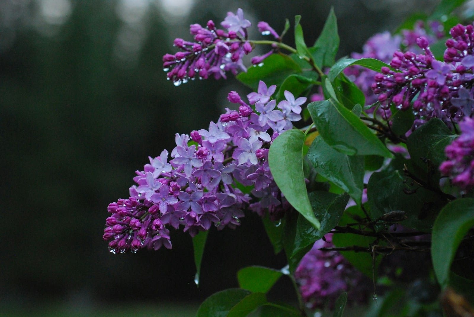 a bunch of purple Lilac flowers