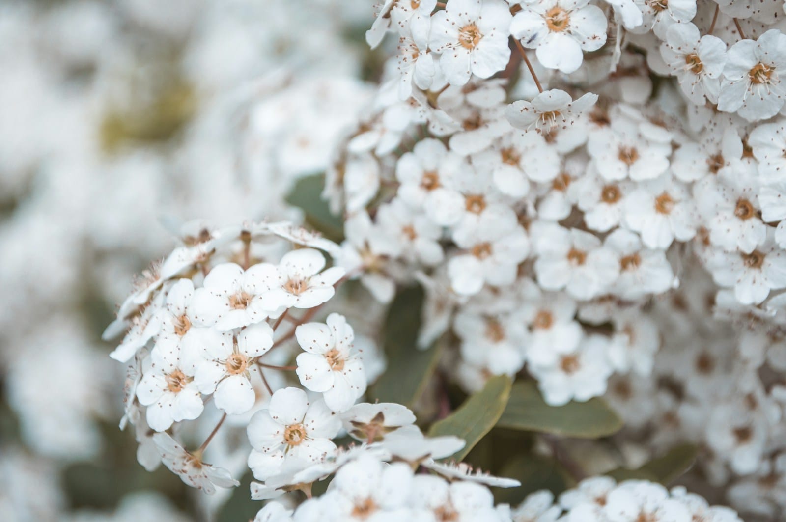 white Spirea flowers