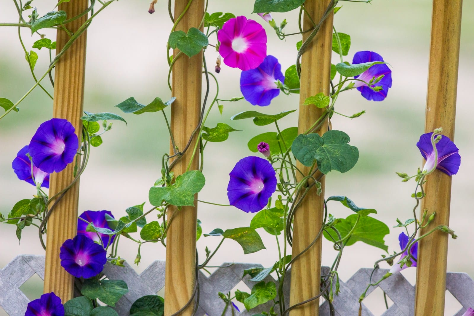 purple Morning Glory flowers