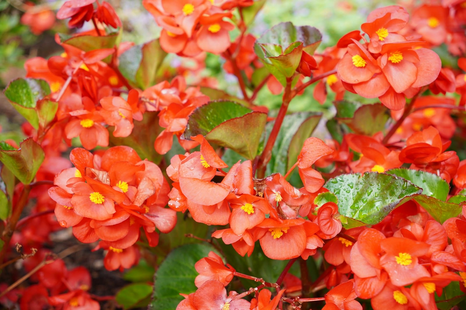 Tuberous Begonia flowers