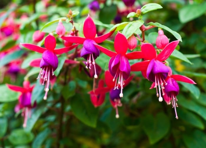 fuchsia