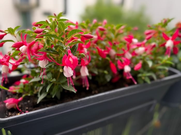 fuchsiainpot