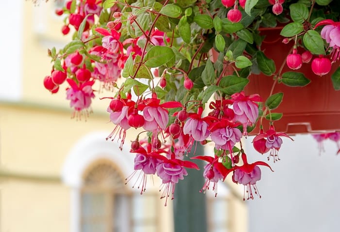 Fuchsia