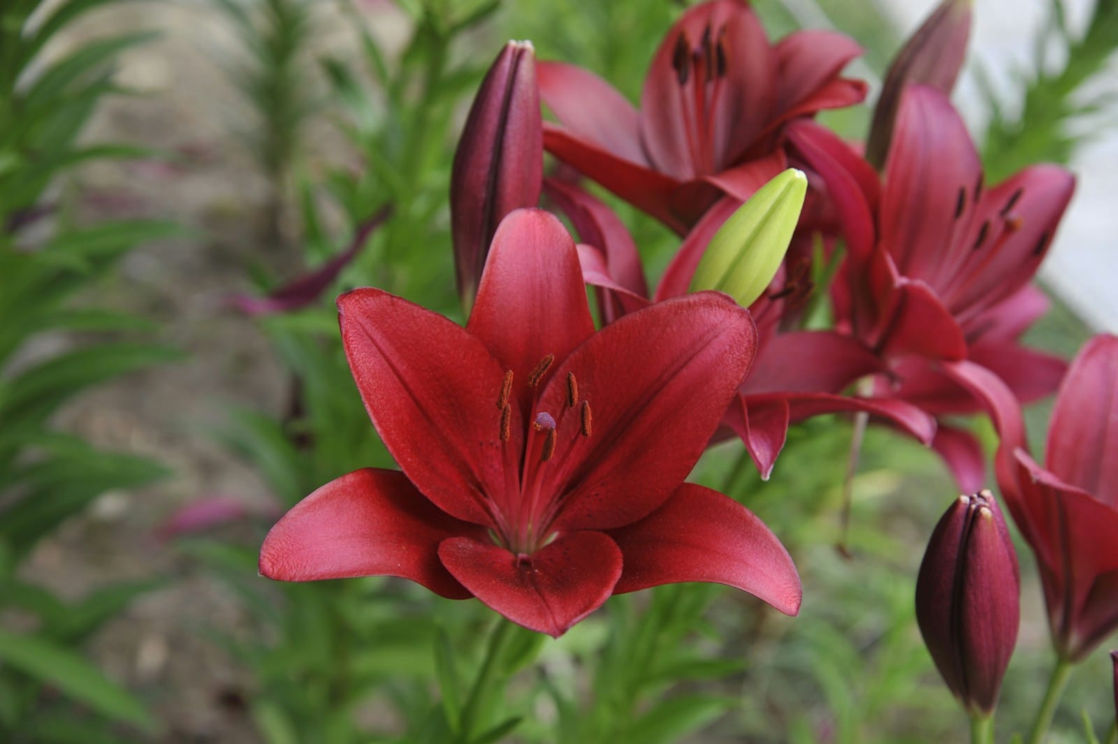 Vibrant dark red Oriental lily flowers