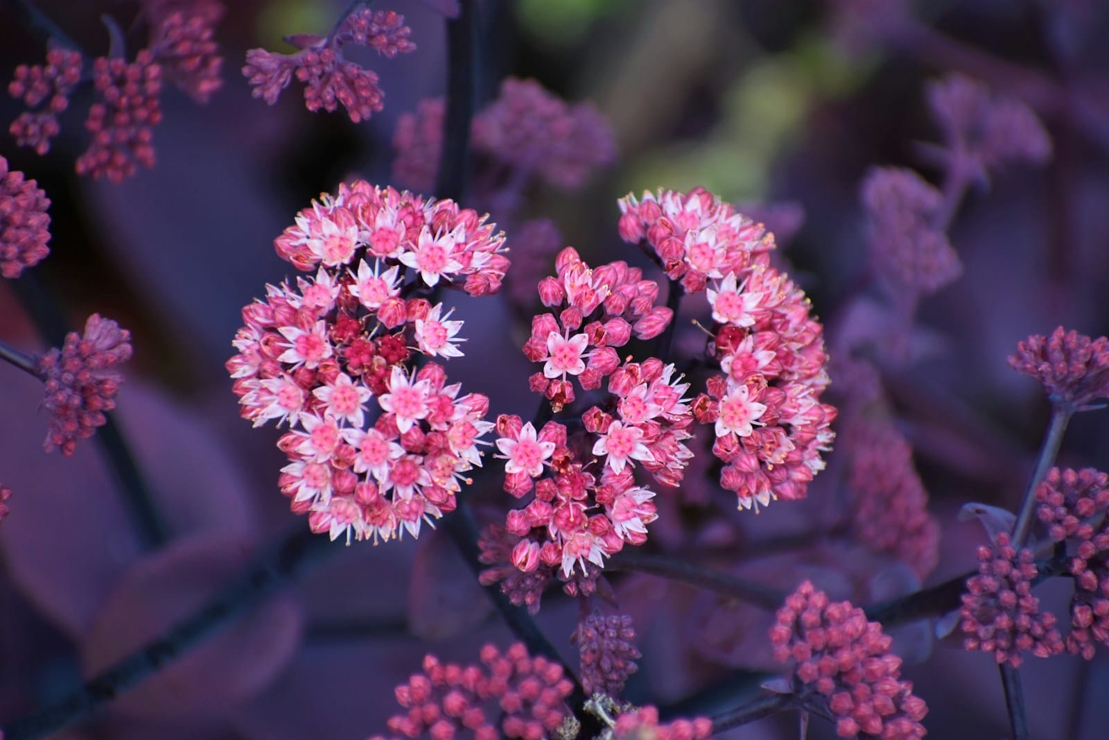 Sedum pink flowers