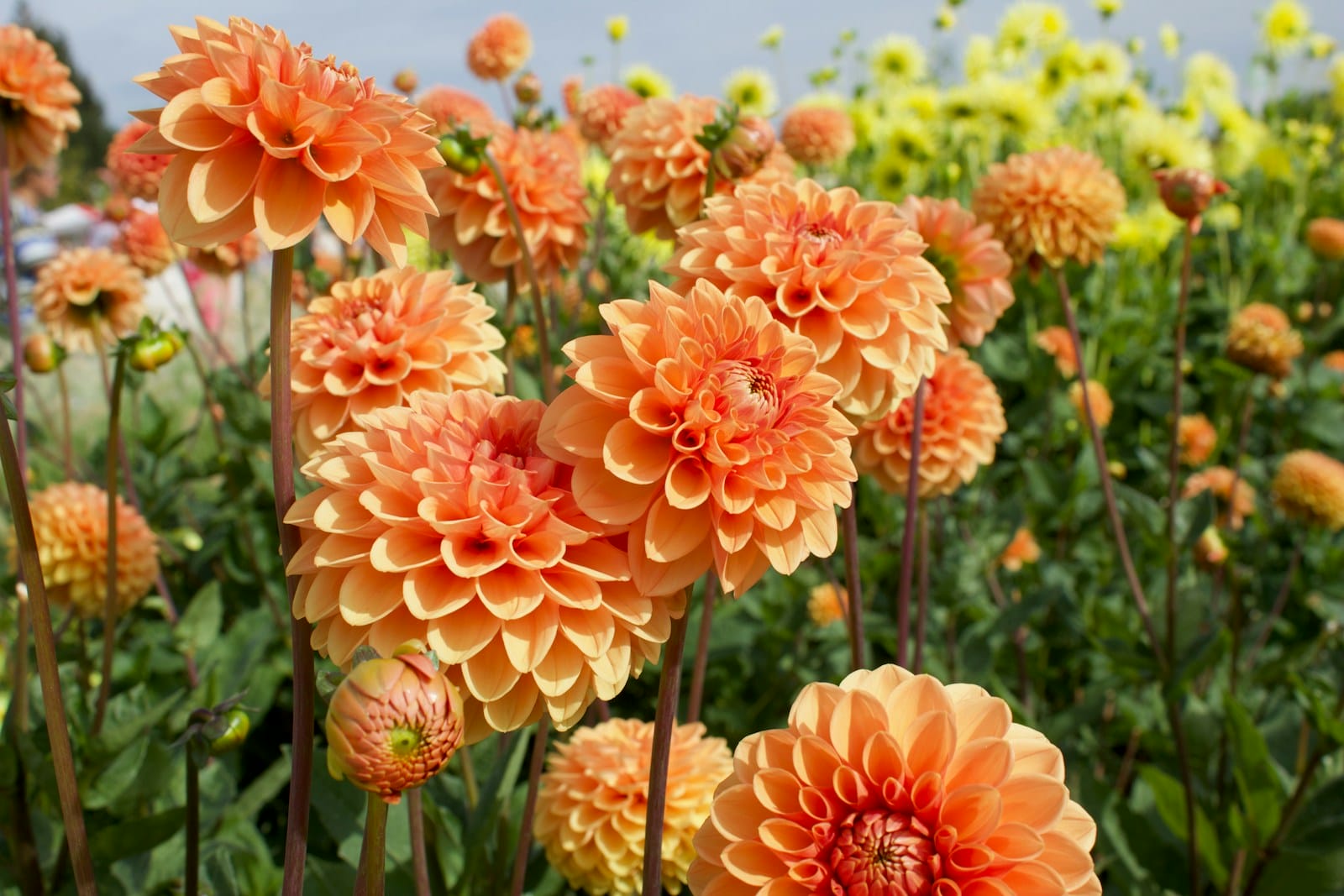 pink Dahlia flowers