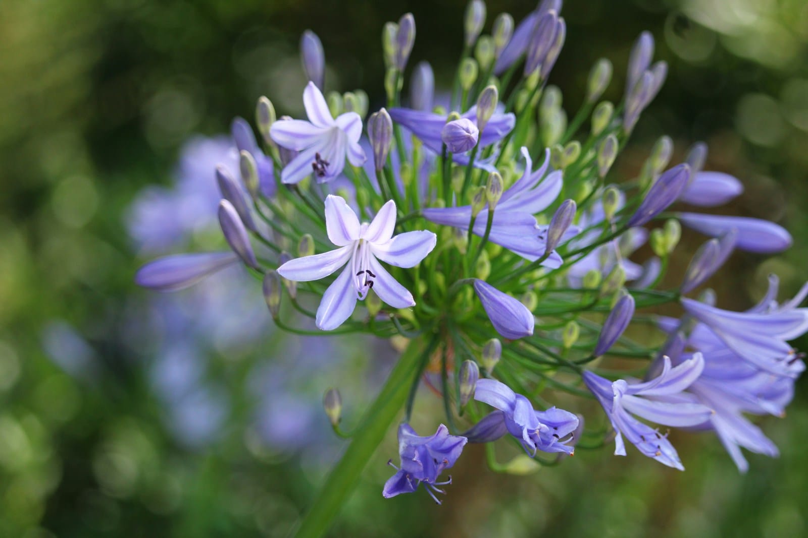 purple Agapanthus flower